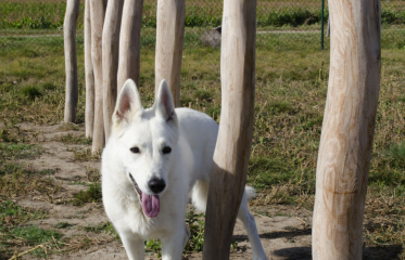 Agility Vinoř