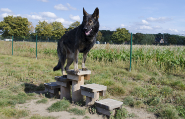 Agility Vinoř