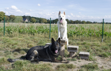 Agility Vinoř