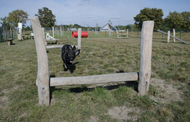 Agility Vinoř