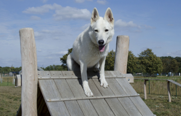 Agility Vinoř